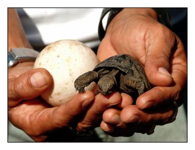 not so Giant Tortoise (Isabela)