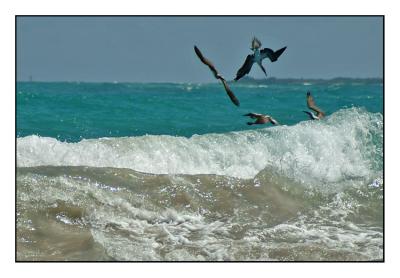 Blue-Footed Booby (Isabela)