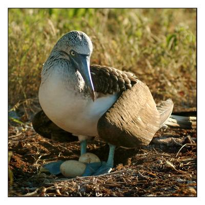 Blue-Footed Booby (North Seymour)
