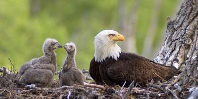 3Eagles.jpg