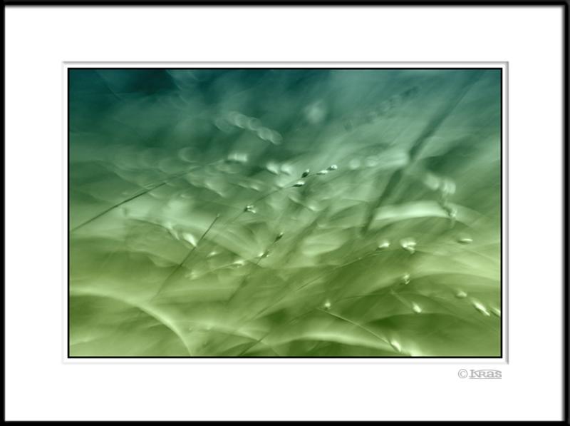 Grass 1