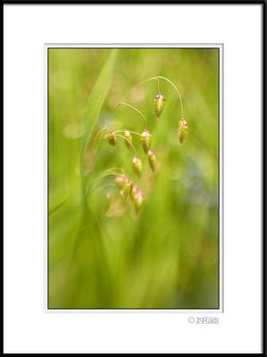u26/kras/medium/43706893.grass6.jpg