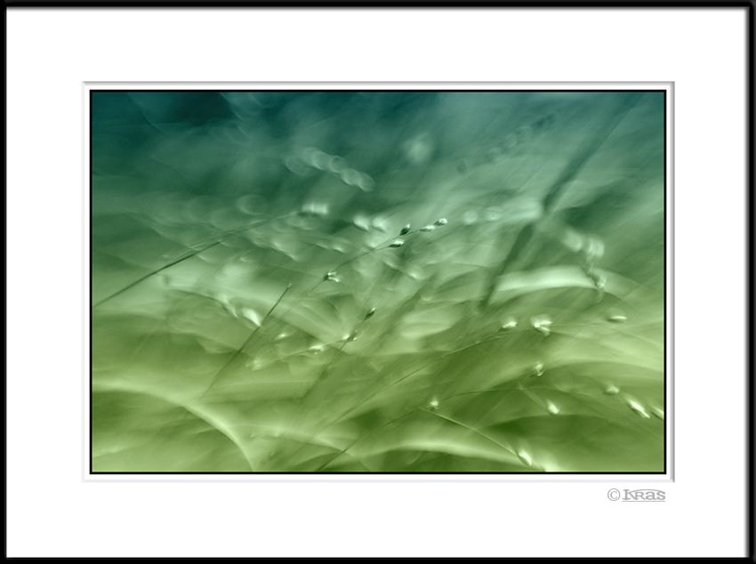 Grass 1