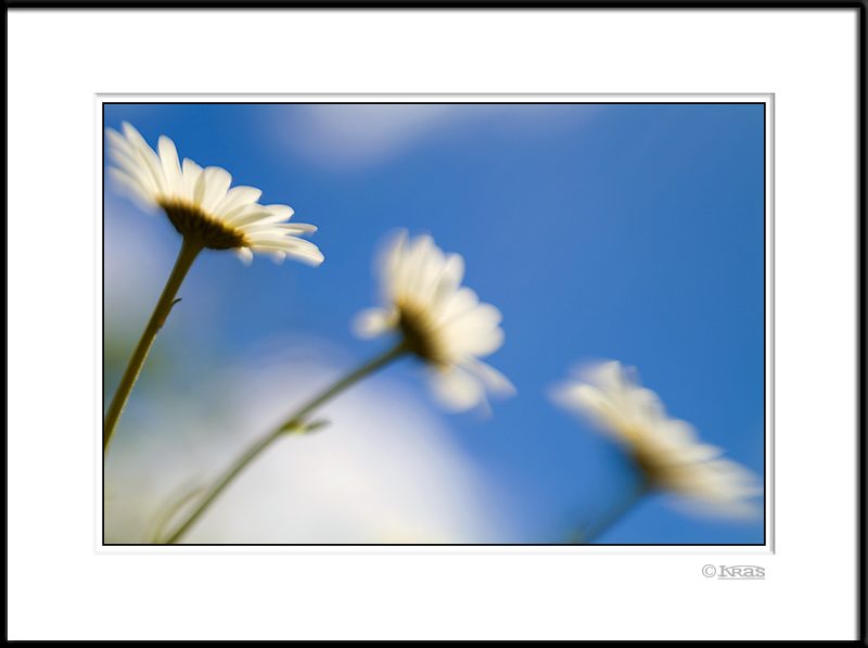 Daisies 2