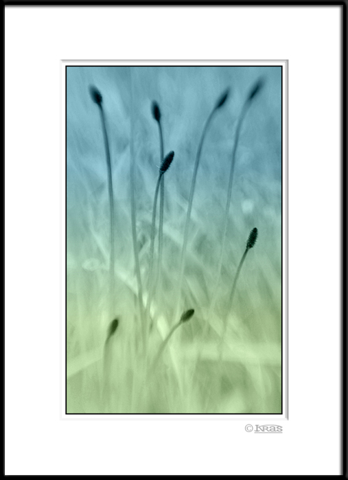 Plantain 1