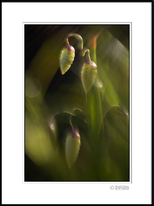 Grass 4