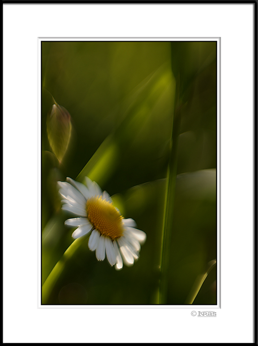 Daisy 1