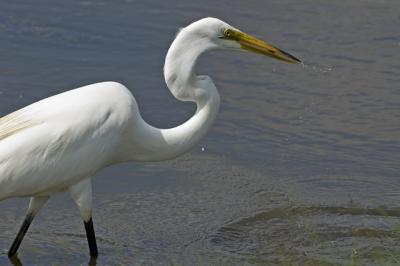 Great Egret.jpg