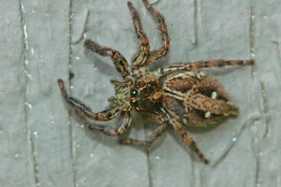 u26/krviera/medium/43634413.JumpingSpider.jpg