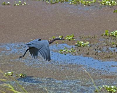 Little Blue Heron.jpg