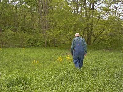 Across the Meadow