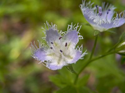 Alien Flower