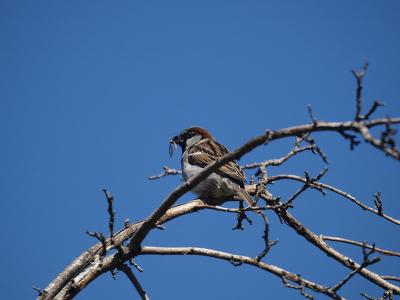 song_birds__sparrows