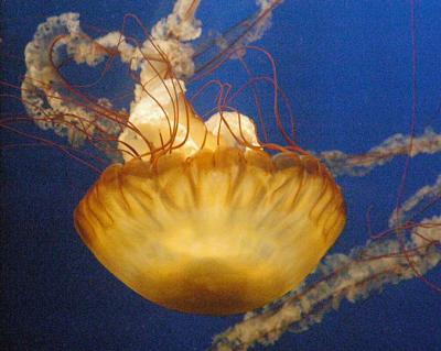 animal gallery 4