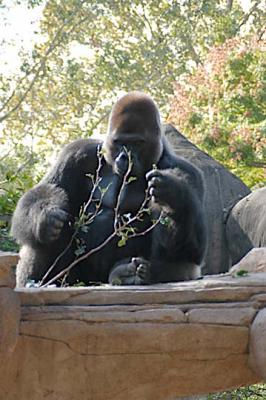 animal gallery 5