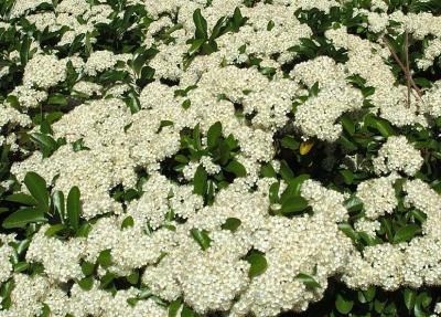 gifts of nature 4