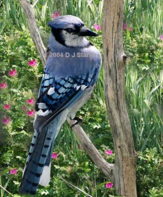 Blue Jay