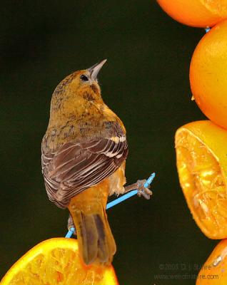 u26/ladymacro/medium/43410407.CRW_4768Oriole.jpg
