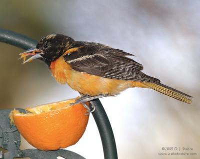 u26/ladymacro/medium/43632527.DR520050066Oriole.jpg