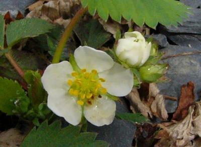 Fleurs de fraisiers des bois