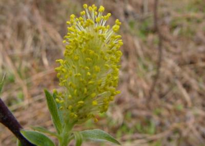 Pousse de saule (Salix bebbiana ?)