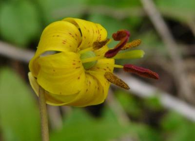 Érythrone d'Amérique (Erythronium americanum)
