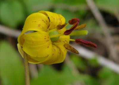 rythrone d'Amrique (Erythronium americanum)