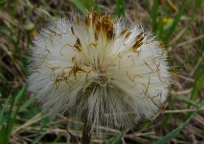 Tussilago farfara. (Pissenlit des bois)