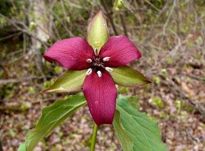 Trille rouge (Trillium erectum)