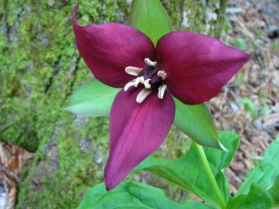 Trille rouge (Trillium erectum)