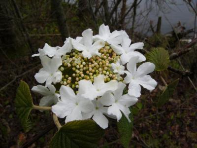 Viorne  feuille d'aulne ou bois d'orignal (Viburnum alnifolium)
