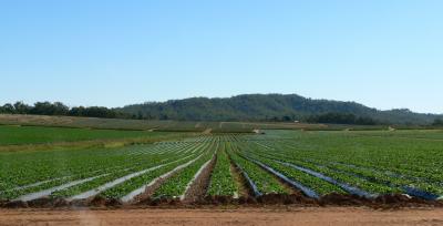 u26/laine82/medium/43876220.StrawberryPineapplefarm.jpg