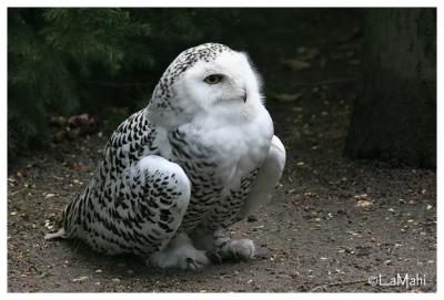 Snowy owl