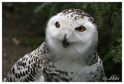 Snowy owl