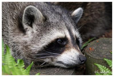 Raccoon