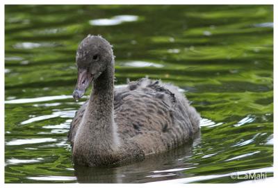 Black swan juvenile