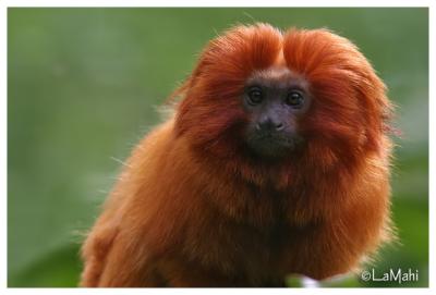 Golden lion tamarin