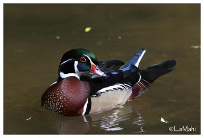 Wood duck