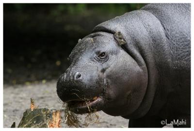 Pygmy hippo