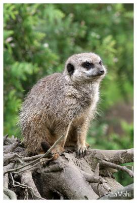 Slender-tailed meerkat