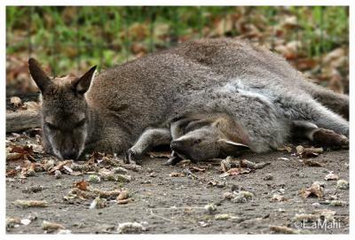 Red-necked wallaby