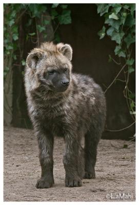 Spotted hyena baby