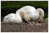 Swans counting eggs