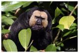 White-faced saki