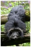 Binturong