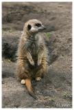 Slender-tailed meerkat