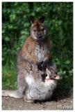 Red-necked wallaby