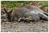 Red-necked wallaby