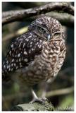 Burrowing owl