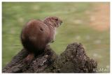 Black-tailed prairie dog